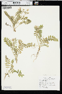 Polemonium pulcherrimum subsp. delicatum image