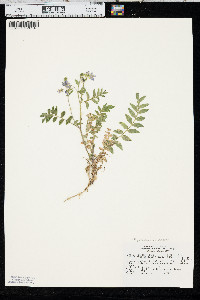 Polemonium pulcherrimum image