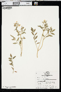 Polemonium reptans image