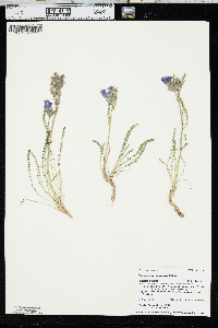 Polemonium viscosum image