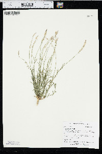 Polygala alba image