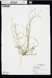 Polygala alba image