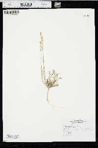 Polygala alba image