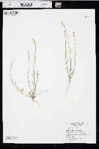 Polygala alba image