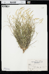 Polygala alba image