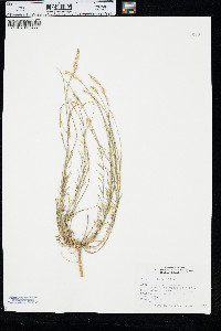 Polygala alba image