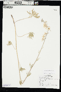 Delphinium carolinianum subsp. virescens image