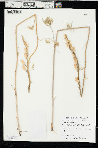 Delphinium carolinianum subsp. virescens image