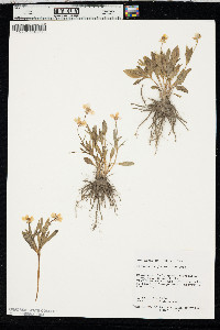 Ranunculus glaberrimus image