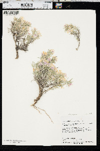 Phlox jonesii image