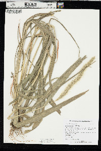 Setaria faberi image