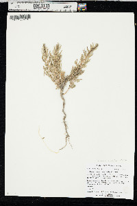 Suaeda nigra image