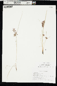 Cyperus bipartitus image