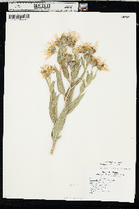 Helianthus nuttallii image