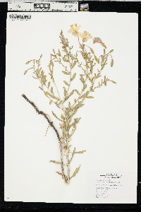 Oenothera nuttallii image