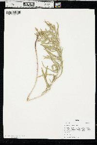 Oenothera nuttallii image