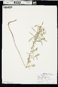 Oenothera nuttallii image
