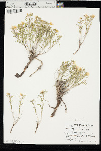 Oenothera serrulata image