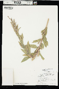 Oenothera villosa image