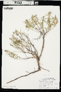 Oenothera serrulata image