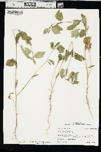 Corchorus aestuans image