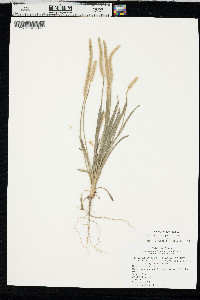 Plantago patagonica image