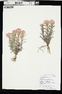 Castilleja angustifolia image