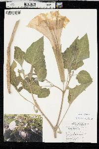 Datura wrightii image