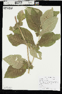 Triosteum perfoliatum image