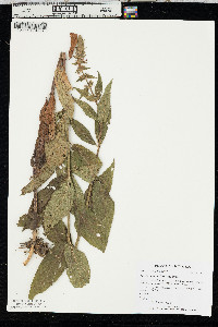 Stachys pilosa image