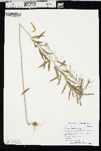 Erysimum cheiranthoides image
