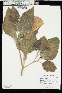 Datura wrightii image