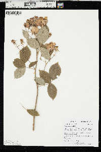 Rosa setigera image