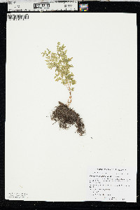Cystopteris protrusa image