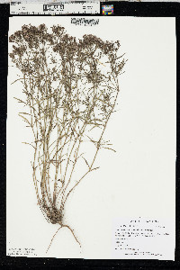 Stenaria nigricans var. nigricans image