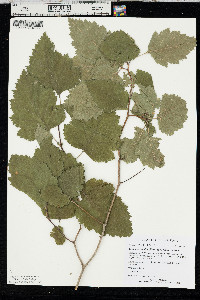 Crataegus mollis image
