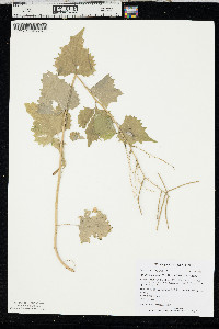 Alliaria petiolata image