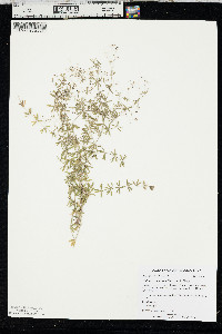 Galium concinnum image