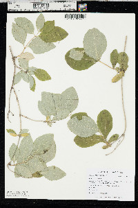 Lonicera dioica image