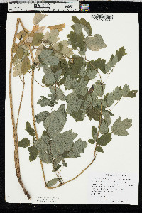 Thalictrum dasycarpum image