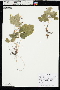 Fragaria vesca image