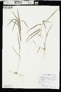 Muhlenbergia sobolifera image
