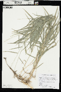 Muhlenbergia sobolifera image