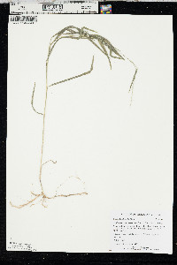 Muhlenbergia sylvatica image