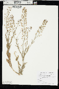 Camelina microcarpa image