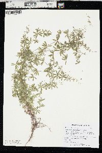 Galium concinnum image
