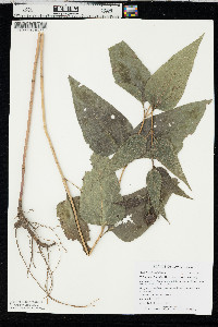 Helianthus hirsutus image