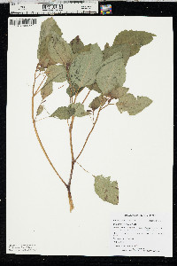 Impatiens pallida image