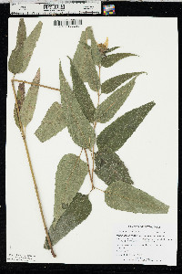 Helianthus hirsutus image