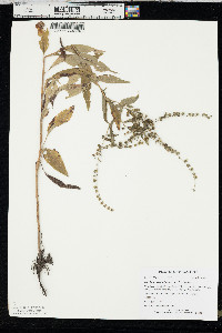 Hackelia virginiana image
